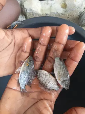 Fresh Water