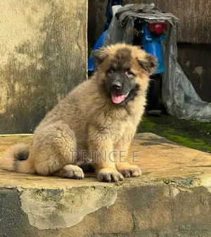 1-3 months Male Purebred Caucasian Shepherd