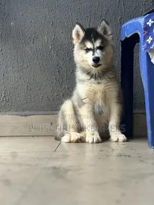 1-3 months Male Purebred Siberian Husky