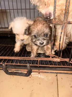 1-3 months Male Mixed Breed Maltese