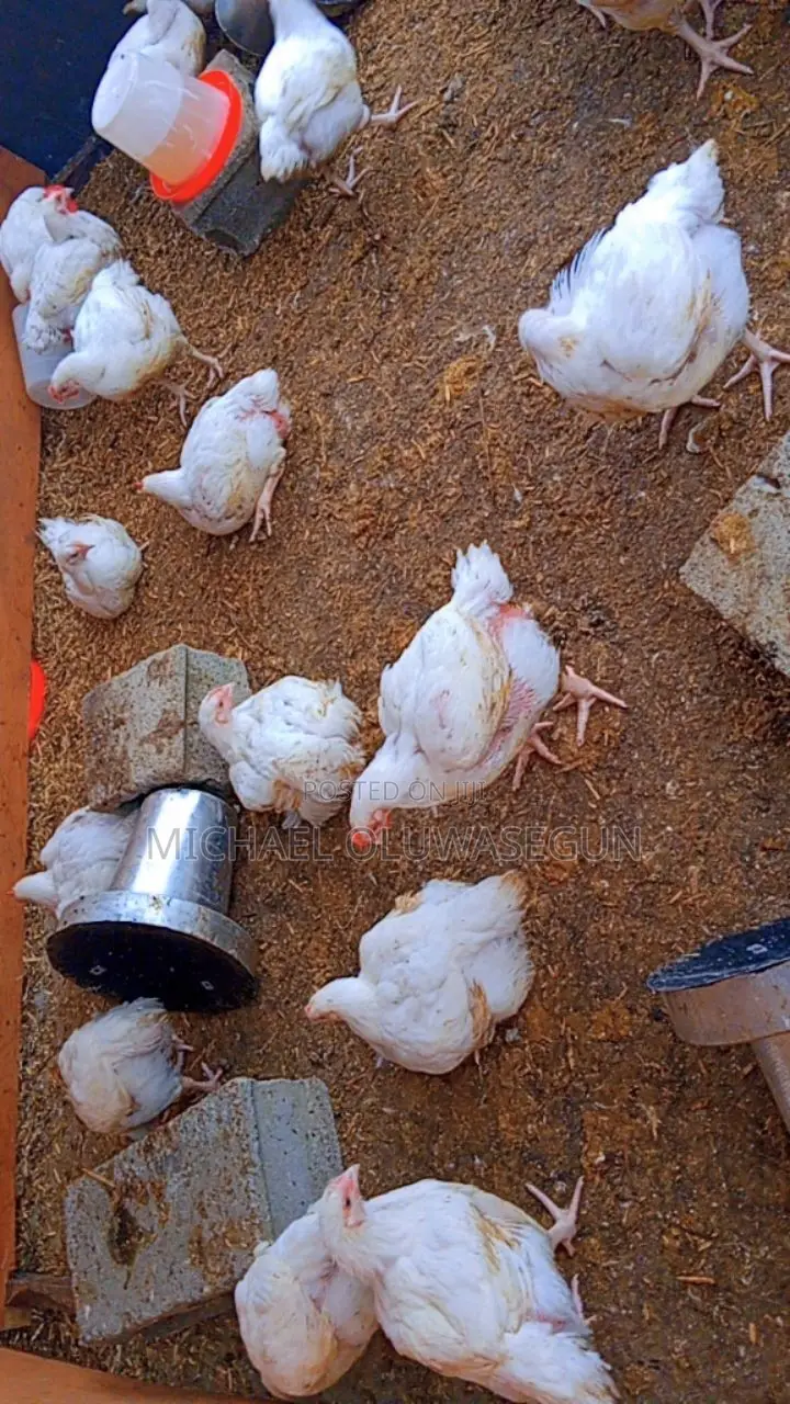 Broilers for Sale