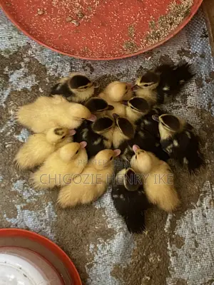 Dressed Duck Meat / Duck / Ducklings