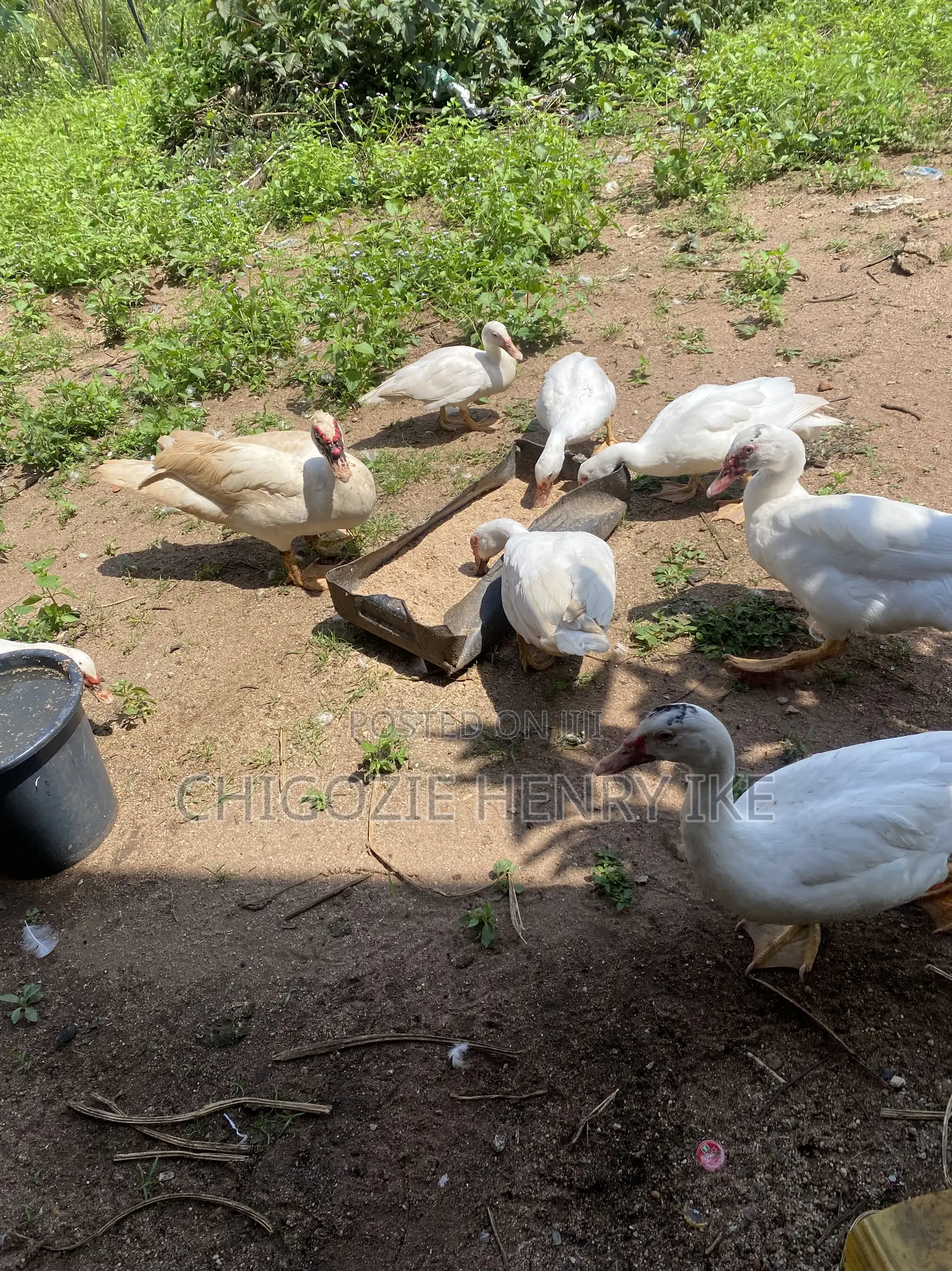 Dressed Duck Meat / Duck / Ducklings