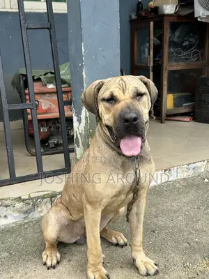 6-12 months Female Purebred Boerboel