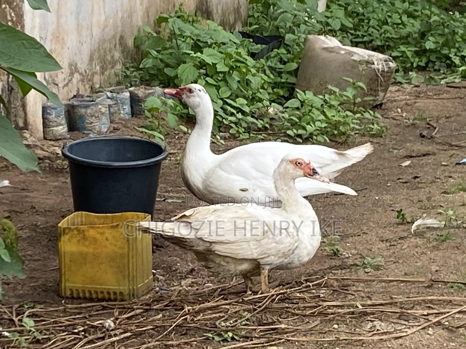 Dressed Duck Meat / Duck / Ducklings