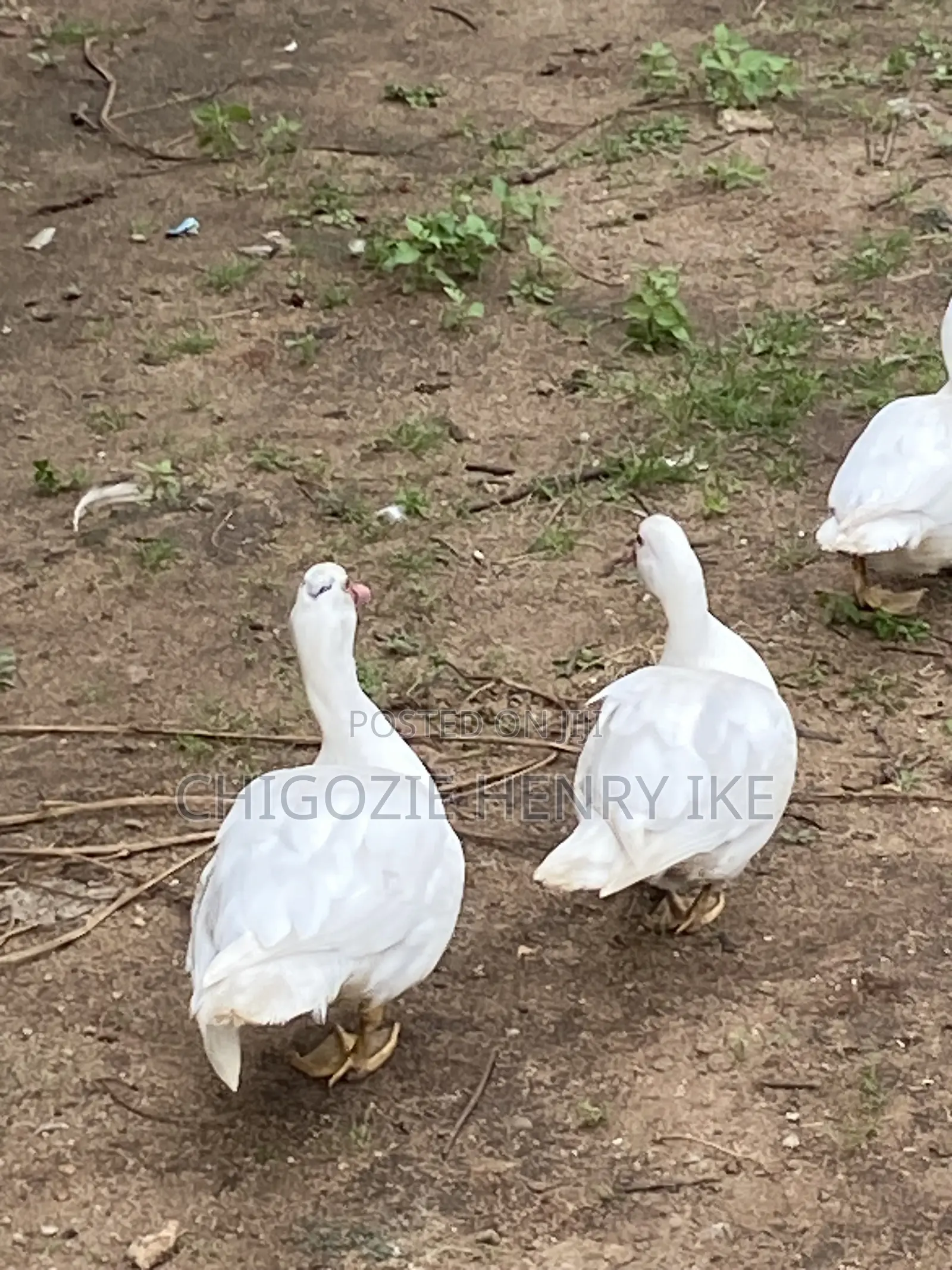 Dressed Duck Meat / Duck / Ducklings
