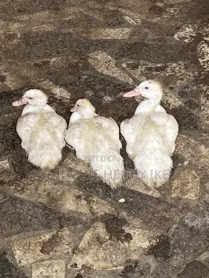 Dressed Duck Meat / Duck / Ducklings