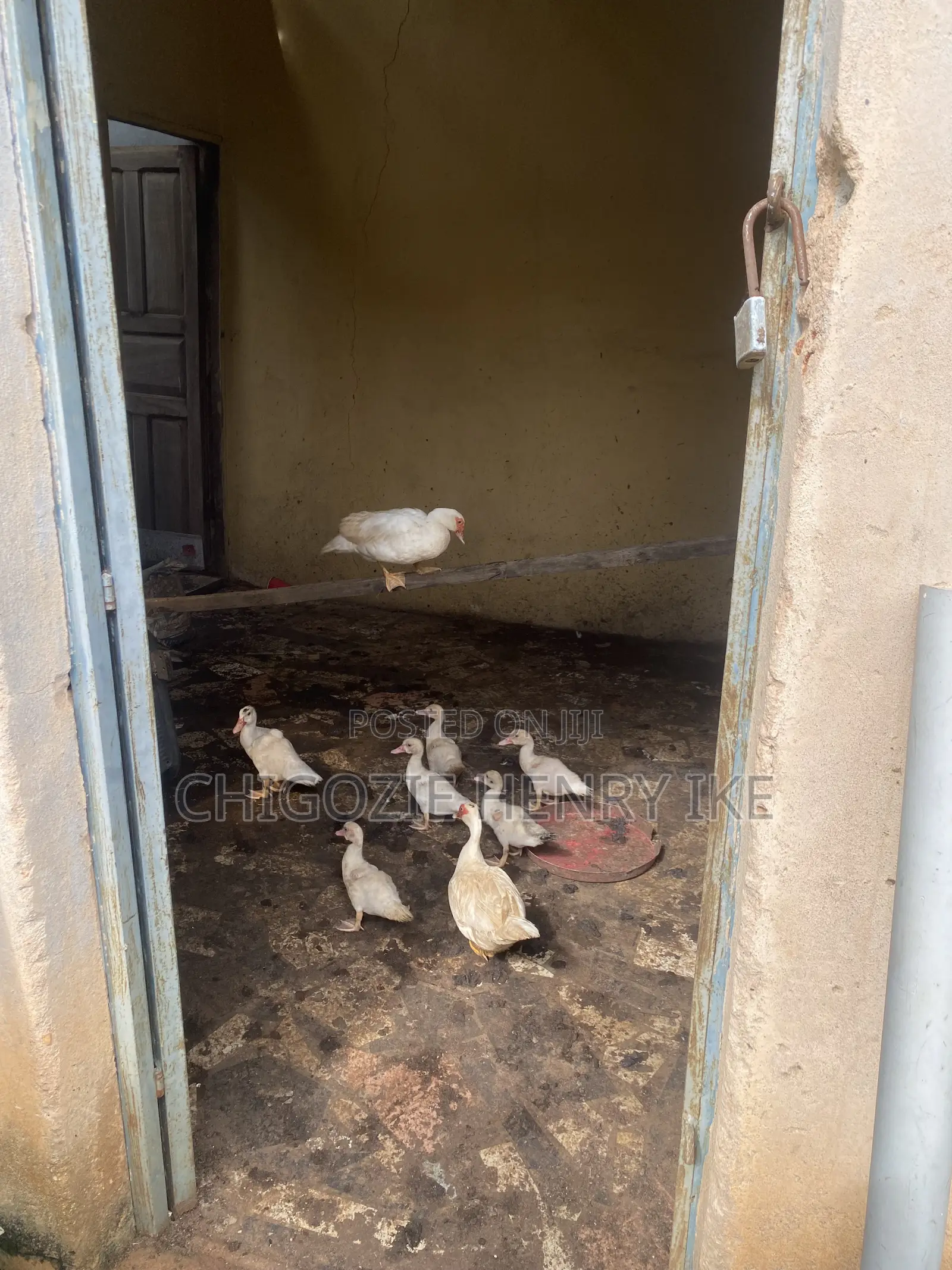 Dressed Duck Meat / Duck / Ducklings