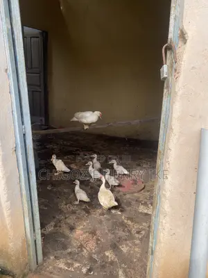 Dressed Duck Meat / Duck / Ducklings