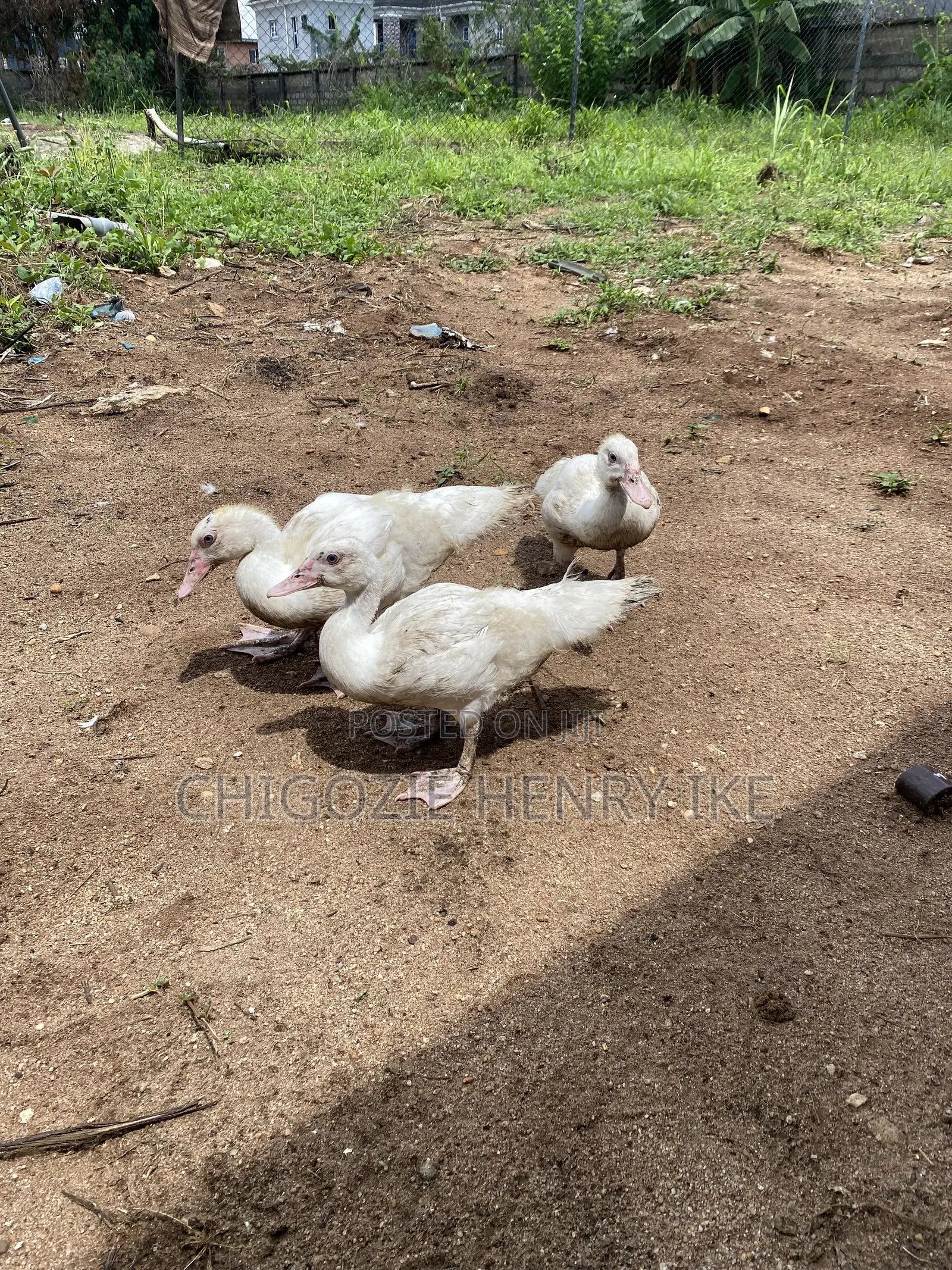 Dressed Duck Meat / Duck / Ducklings