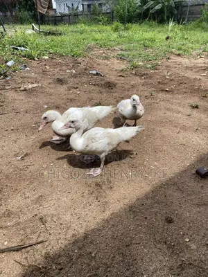 Dressed Duck Meat / Duck / Ducklings