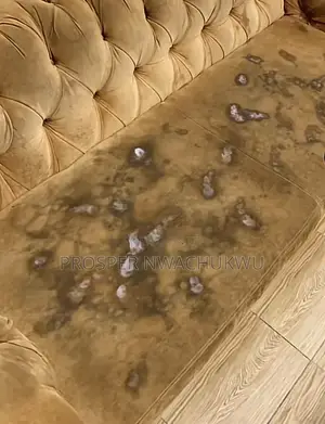 Upholstery Cleaning