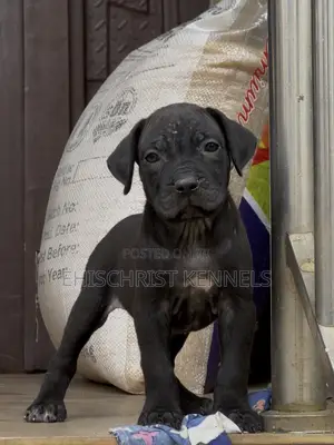 1-3 months Female Purebred Cane Corso