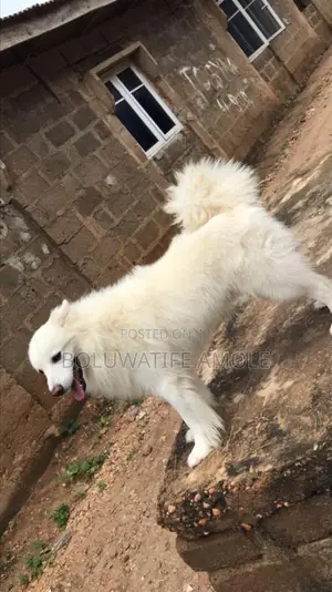 1+ year Male Purebred American Eskimo
