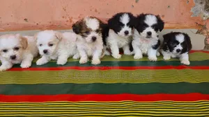 1-3 months Female Purebred Lhasa Apso