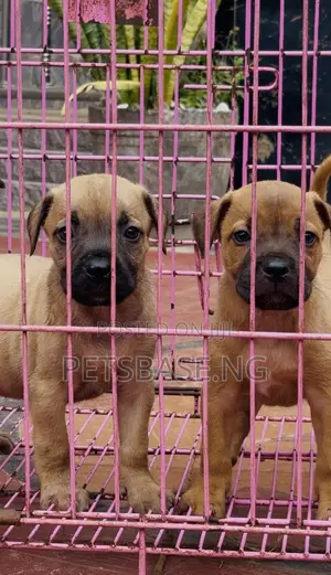 1-3 months Female Purebred Boerboel