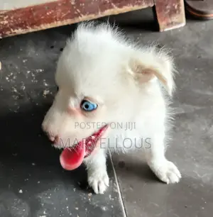 3-6 months Female Mixed Breed American Eskimo