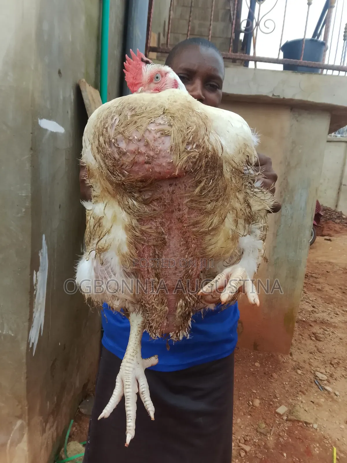 Broilers for Sell