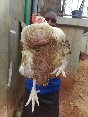 Broilers for Sell