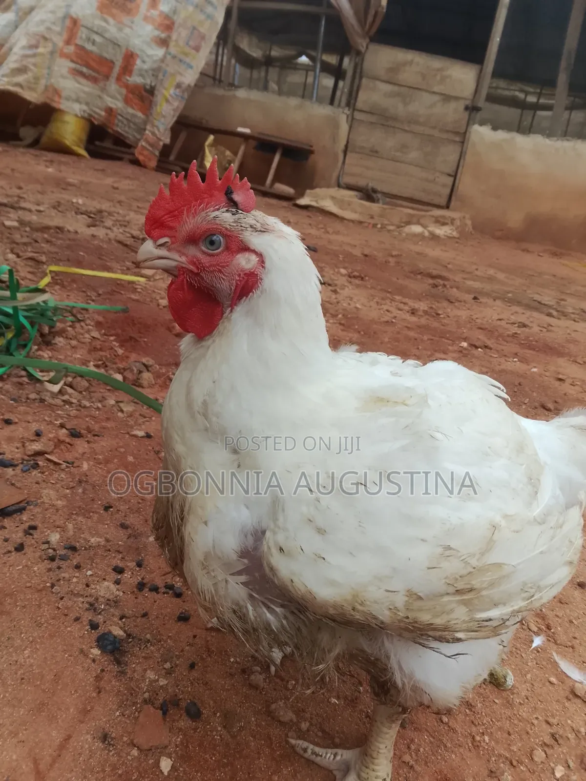 Broilers for Sell