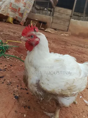 Broilers for Sell