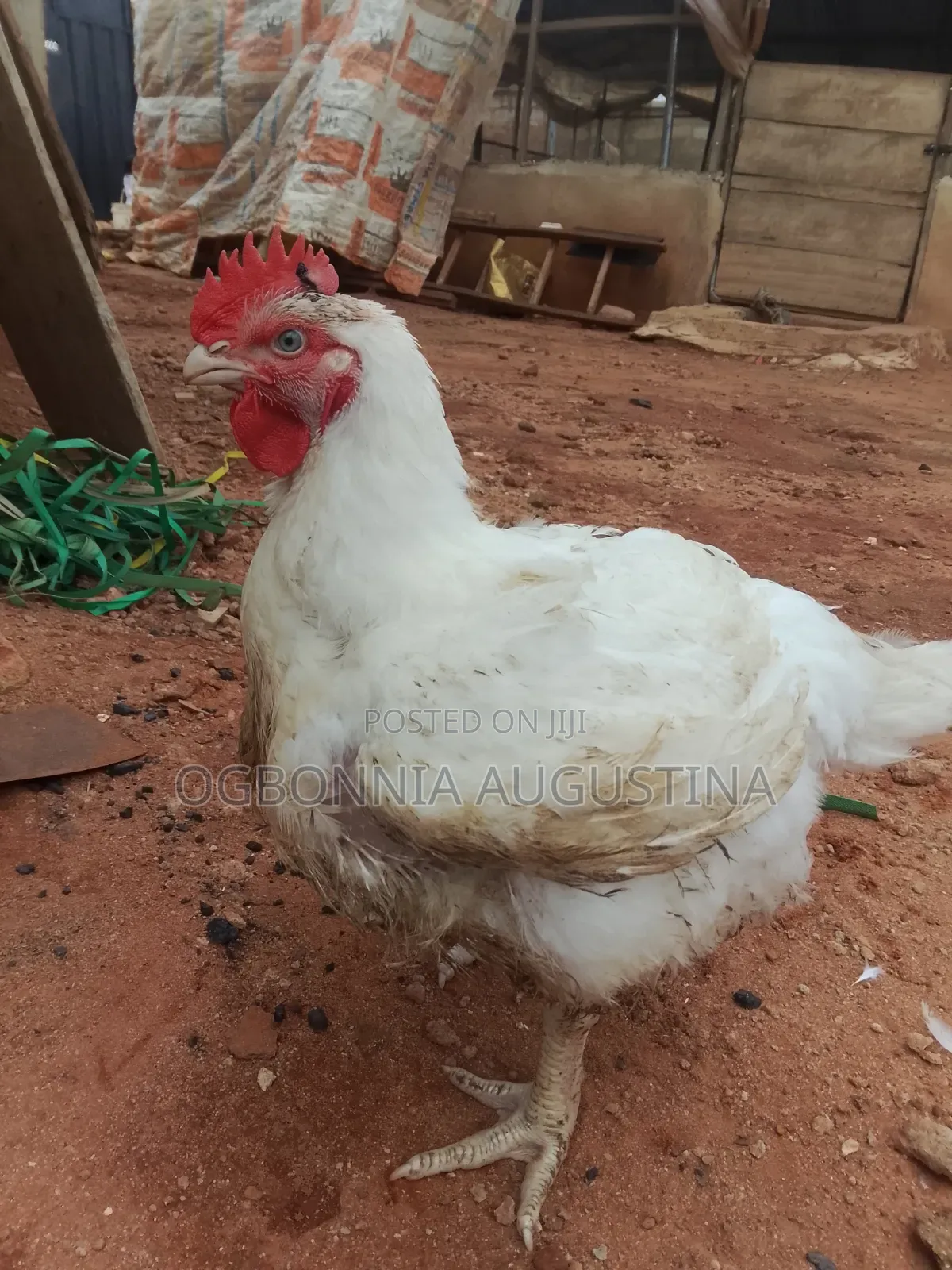 Broilers for Sell