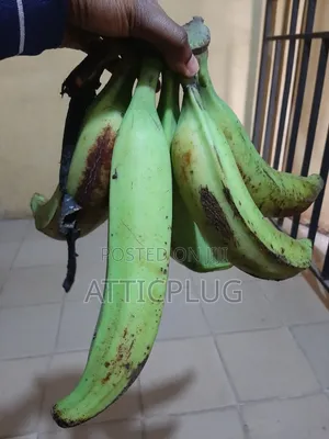 Strong Healthy Unripe Plantain