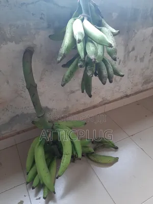 Strong Healthy Unripe Plantain