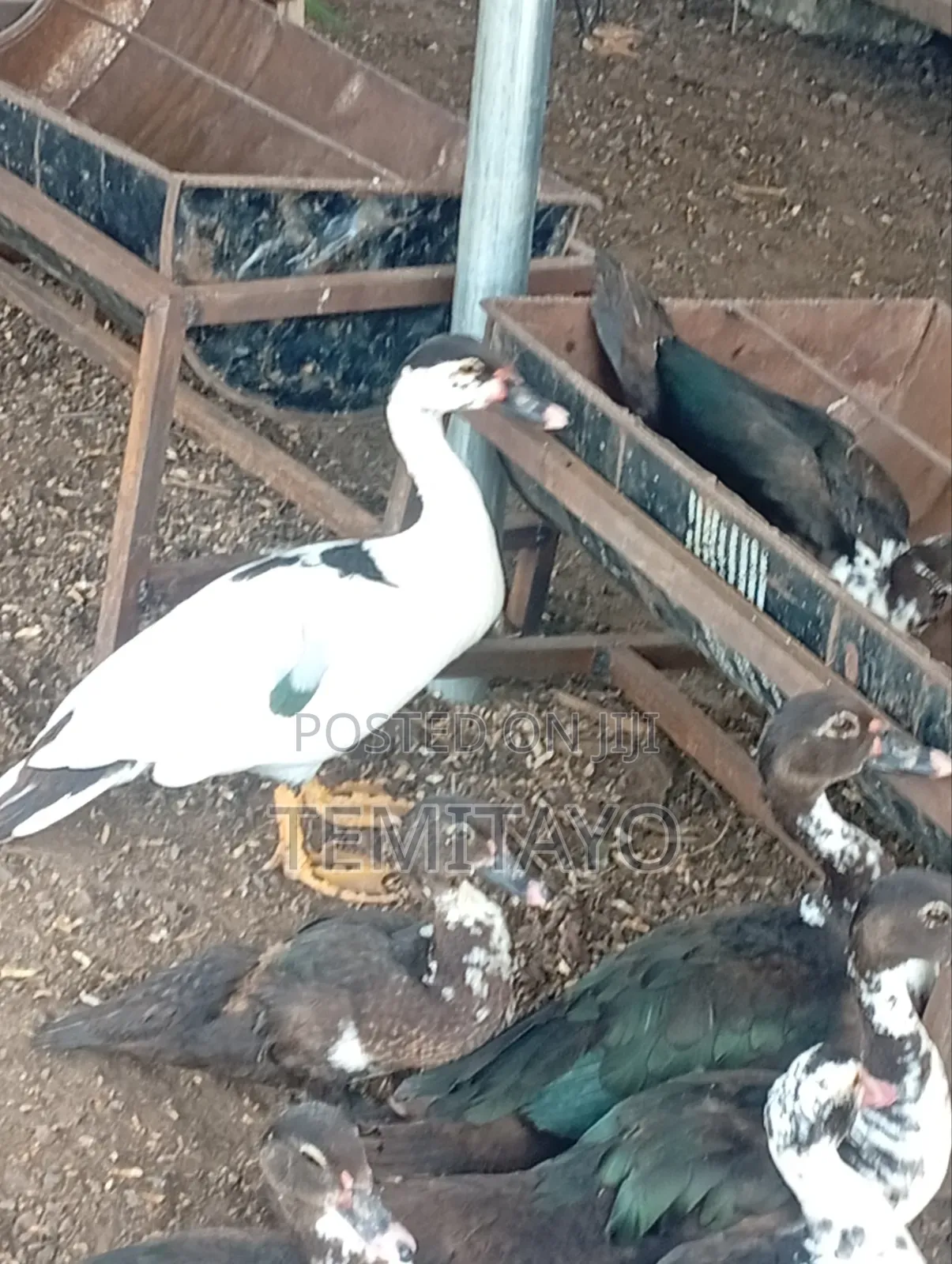 Farm Animals
