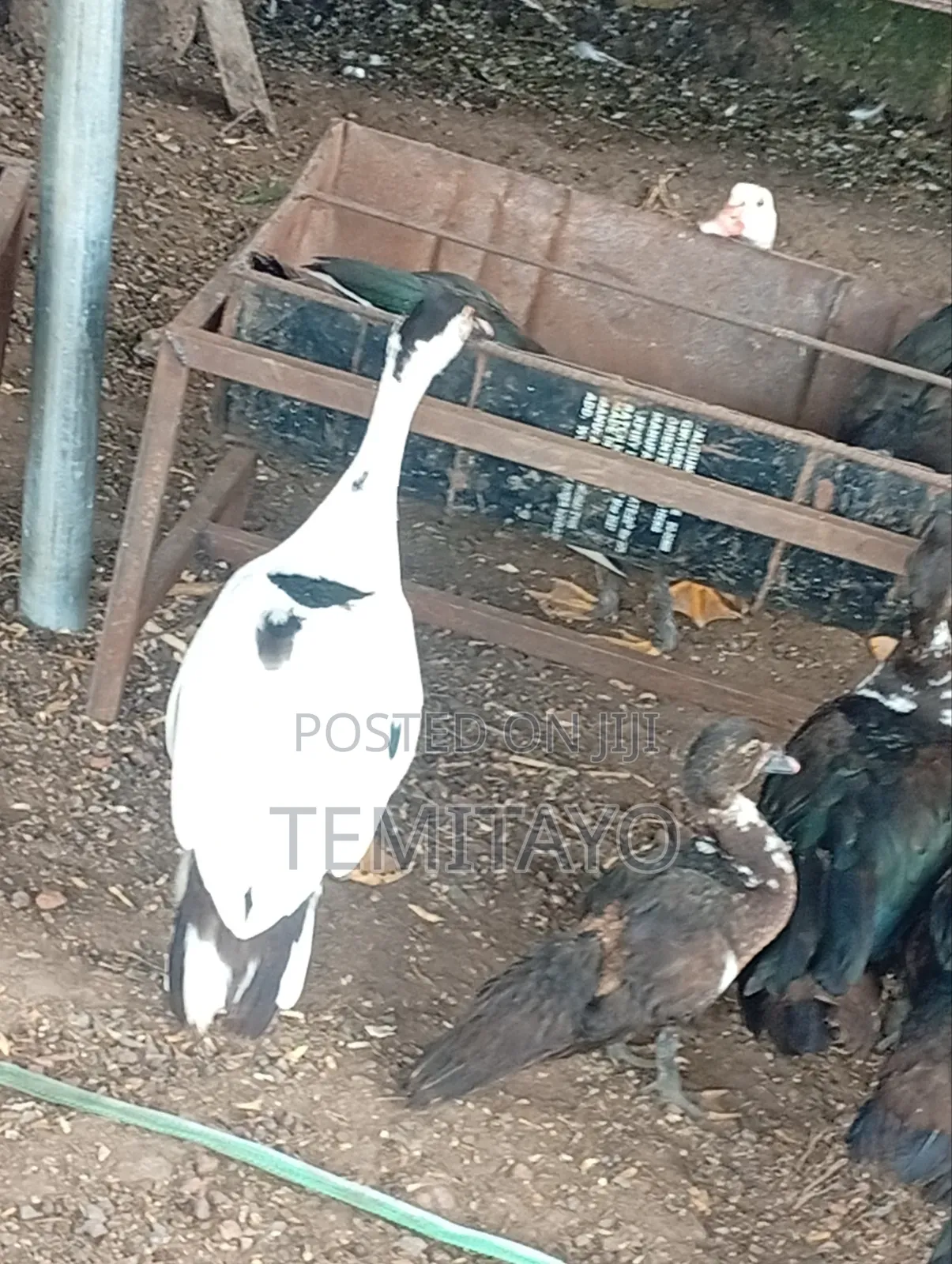 Farm Animals