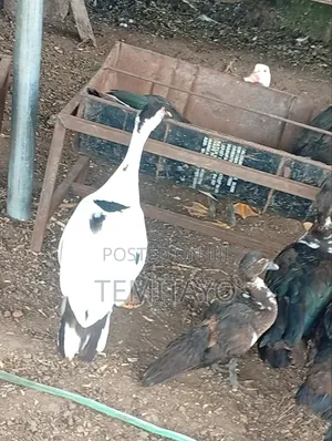 Farm Animals