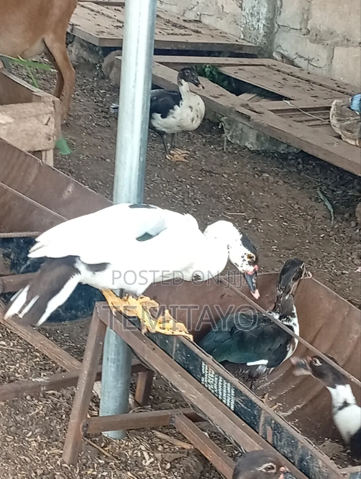 Farm Animals