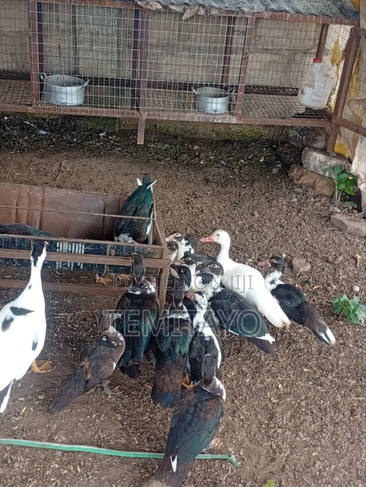 Farm Animals
