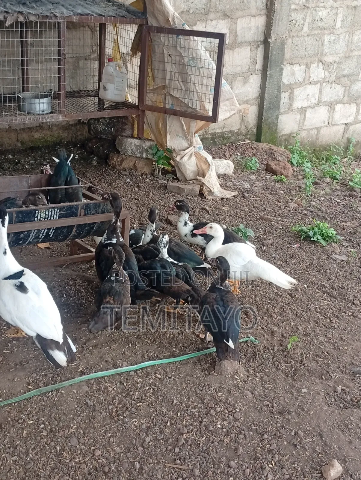 Farm Animals