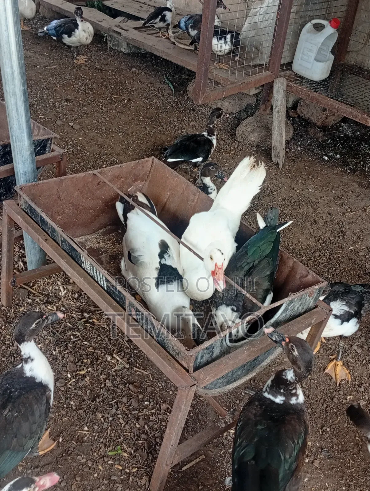 Farm Animals