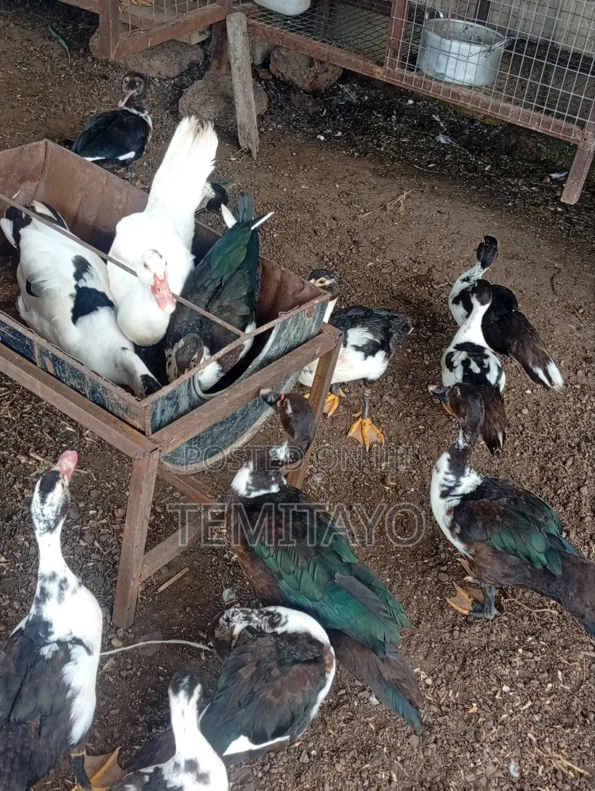 Farm Animals