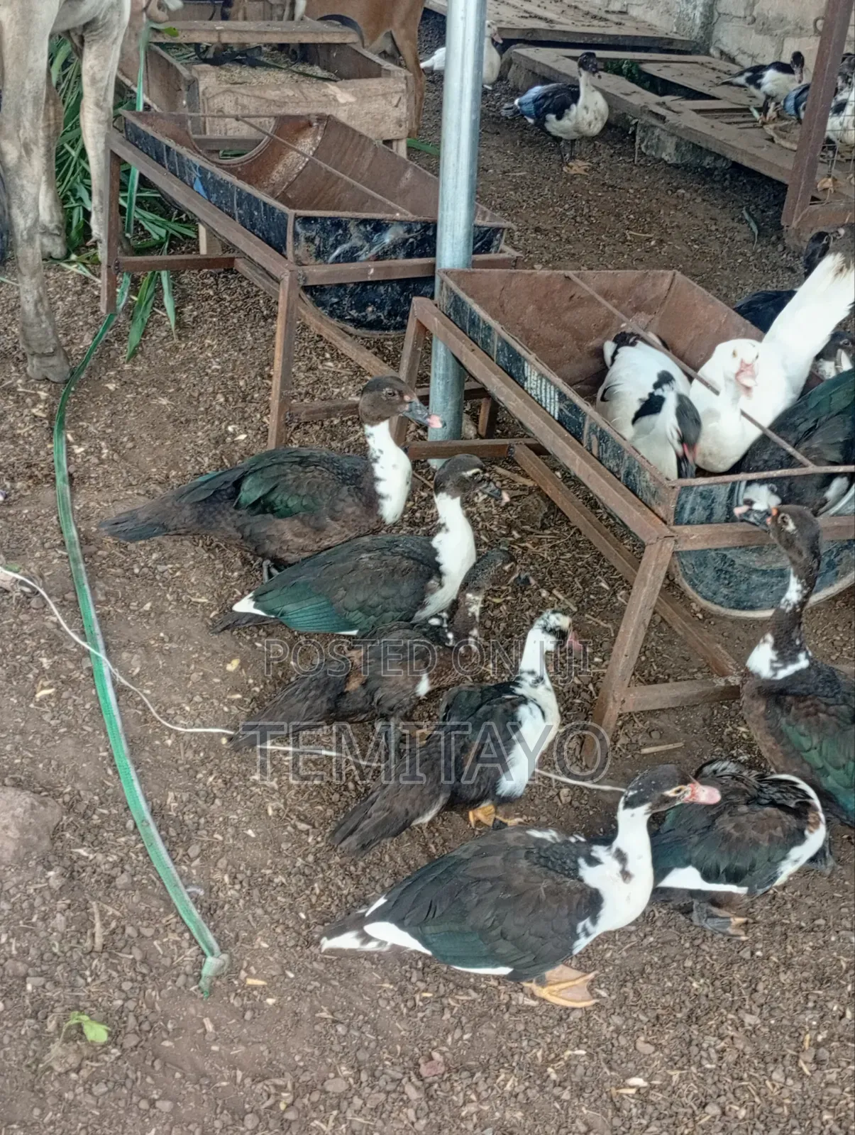 Farm Animals