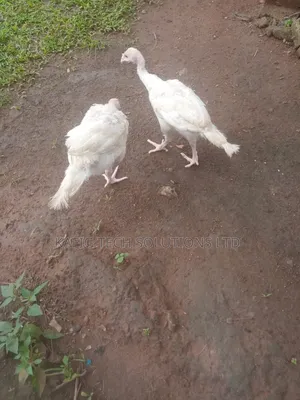 Local Turkey, Foreign Turkey and Foreign Chicks