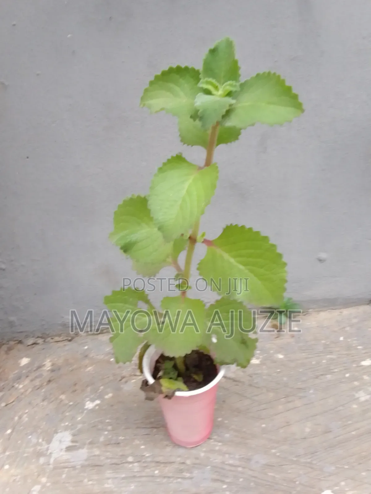 Cuban Oregano