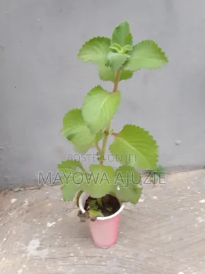 Cuban Oregano