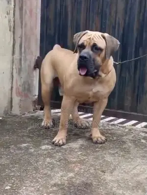 1+ year Male Purebred Boerboel