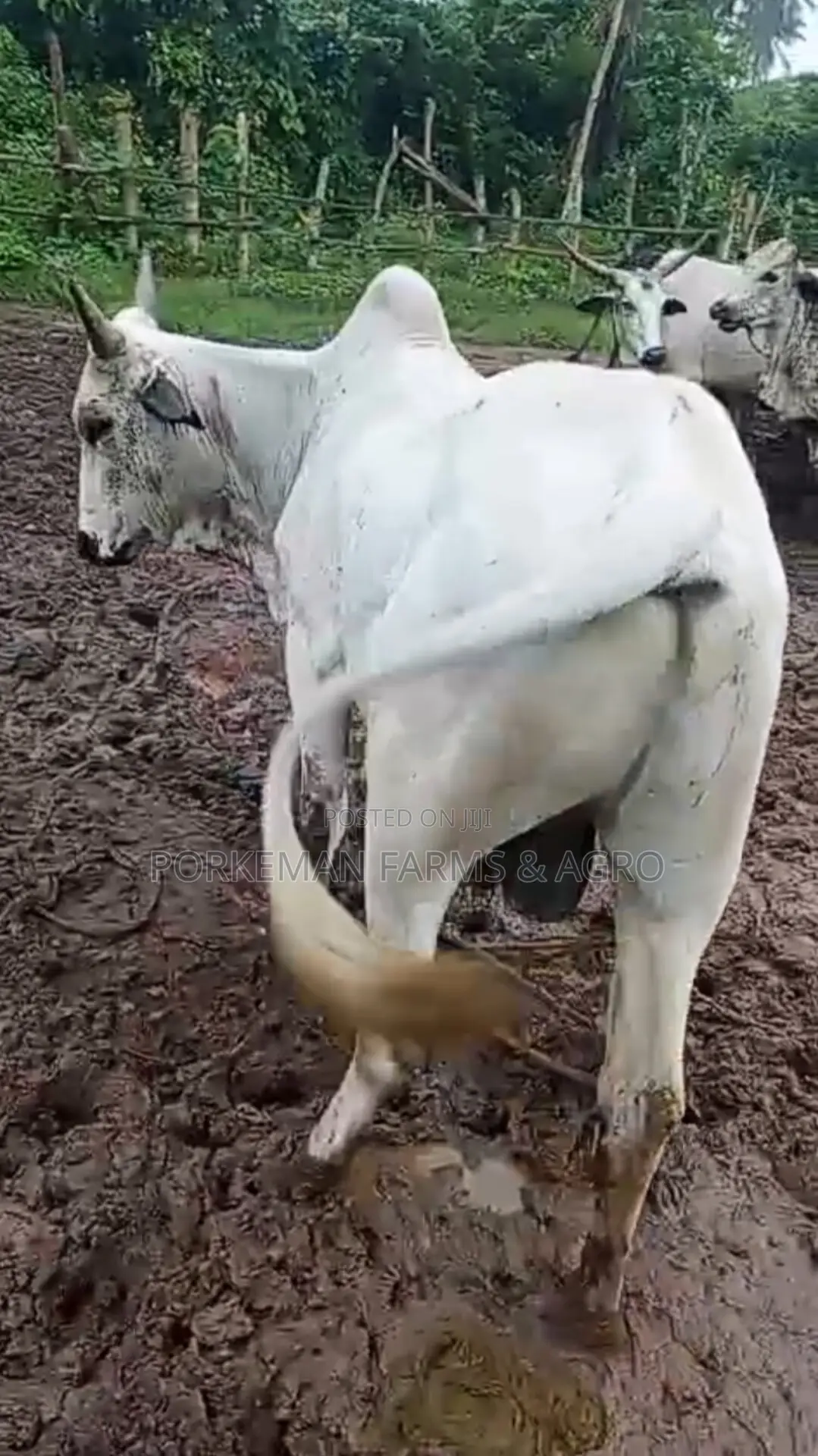 Quality Party Size Cattle Breed