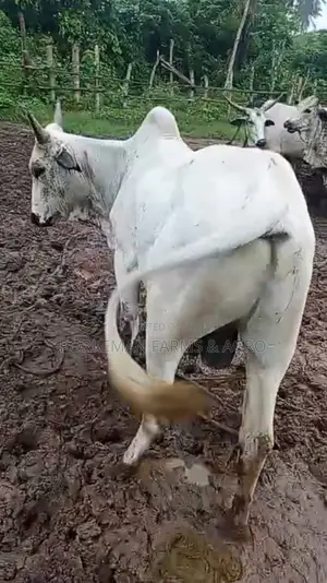 Quality Party Size Cattle Breed