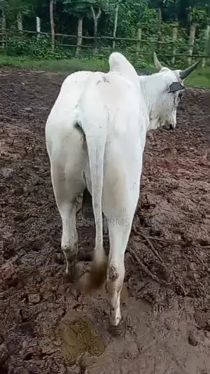 Quality Party Size Cattle Breed