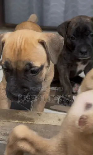 1-3 months Female Purebred Boerboel