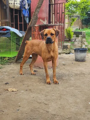 1+ year Female Purebred Boerboel