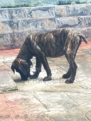 1-3 months Male Purebred Boerboel