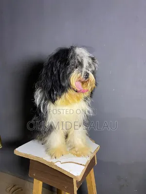 1+ year Female Purebred Lhasa Apso