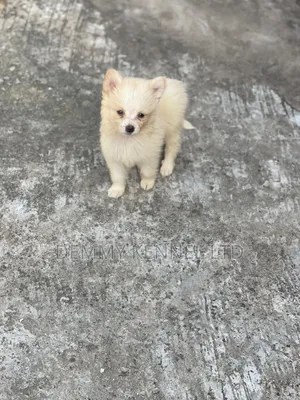 1-3 months Male Purebred American Eskimo