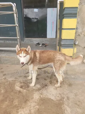 6-12 months Male Purebred Siberian Husky